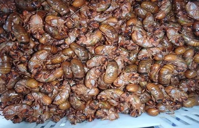 为什么金蝉被称为土中的黄金？