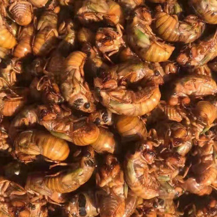 金蝉养殖前景如何？